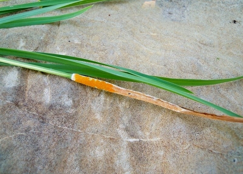 Fungo del gen. Puccinia su Graminacea